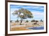 African Elephant at Water Pool in Etosha National Park-Checco-Framed Photographic Print