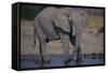 African Elephant at Watering Hole-DLILLC-Framed Stretched Canvas