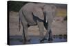 African Elephant at Watering Hole-DLILLC-Stretched Canvas