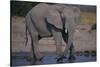 African Elephant at Watering Hole-DLILLC-Stretched Canvas