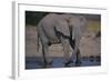 African Elephant at Watering Hole-DLILLC-Framed Photographic Print