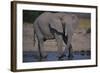 African Elephant at Watering Hole-DLILLC-Framed Photographic Print