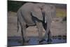 African Elephant at Watering Hole-DLILLC-Mounted Photographic Print