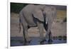 African Elephant at Watering Hole-DLILLC-Framed Photographic Print