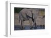 African Elephant at Watering Hole-DLILLC-Framed Photographic Print