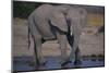 African Elephant at Watering Hole-DLILLC-Mounted Photographic Print