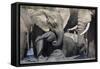 African Elephant Babies (Loxodonta Africana) Playing in Hapoor Waterhole-Ann and Steve Toon-Framed Stretched Canvas