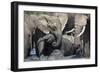 African Elephant Babies (Loxodonta Africana) Playing in Hapoor Waterhole-Ann and Steve Toon-Framed Photographic Print