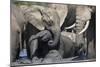 African Elephant Babies (Loxodonta Africana) Playing in Hapoor Waterhole-Ann and Steve Toon-Mounted Photographic Print