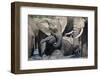 African Elephant Babies (Loxodonta Africana) Playing in Hapoor Waterhole-Ann and Steve Toon-Framed Photographic Print