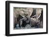 African Elephant Babies (Loxodonta Africana) Playing in Hapoor Waterhole-Ann and Steve Toon-Framed Photographic Print