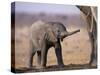 African Elephant Baby, Etosha National Park, Namibia-Tony Heald-Stretched Canvas