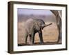 African Elephant Baby, Etosha National Park, Namibia-Tony Heald-Framed Photographic Print