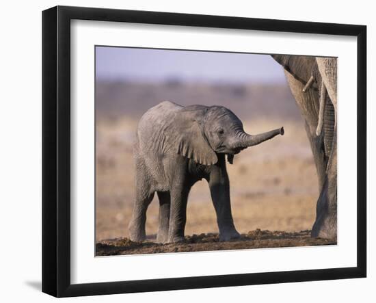 African Elephant Baby, Etosha National Park, Namibia-Tony Heald-Framed Photographic Print