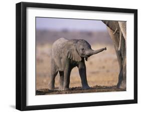 African Elephant Baby, Etosha National Park, Namibia-Tony Heald-Framed Photographic Print