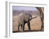 African Elephant Baby, Etosha National Park, Namibia-Tony Heald-Framed Photographic Print