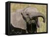 African Elephant Baby (Loxodonta Africana), Masai Mara National Reserve, Kenya, East Africa, Africa-Sergio Pitamitz-Framed Stretched Canvas