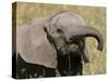 African Elephant Baby (Loxodonta Africana), Masai Mara National Reserve, Kenya, East Africa, Africa-Sergio Pitamitz-Stretched Canvas