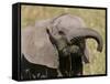 African Elephant Baby (Loxodonta Africana), Masai Mara National Reserve, Kenya, East Africa, Africa-Sergio Pitamitz-Framed Stretched Canvas