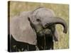 African Elephant Baby (Loxodonta Africana), Masai Mara National Reserve, Kenya, East Africa, Africa-Sergio Pitamitz-Stretched Canvas