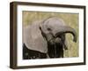 African Elephant Baby (Loxodonta Africana), Masai Mara National Reserve, Kenya, East Africa, Africa-Sergio Pitamitz-Framed Photographic Print