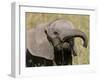 African Elephant Baby (Loxodonta Africana), Masai Mara National Reserve, Kenya, East Africa, Africa-Sergio Pitamitz-Framed Photographic Print