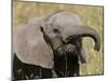 African Elephant Baby (Loxodonta Africana), Masai Mara National Reserve, Kenya, East Africa, Africa-Sergio Pitamitz-Mounted Photographic Print