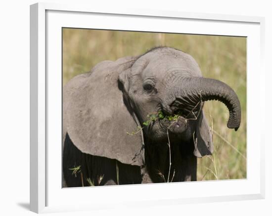 African Elephant Baby (Loxodonta Africana), Masai Mara National Reserve, Kenya, East Africa, Africa-Sergio Pitamitz-Framed Photographic Print