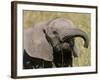 African Elephant Baby (Loxodonta Africana), Masai Mara National Reserve, Kenya, East Africa, Africa-Sergio Pitamitz-Framed Photographic Print