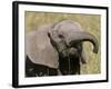 African Elephant Baby (Loxodonta Africana), Masai Mara National Reserve, Kenya, East Africa, Africa-Sergio Pitamitz-Framed Photographic Print