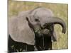 African Elephant Baby (Loxodonta Africana), Masai Mara National Reserve, Kenya, East Africa, Africa-Sergio Pitamitz-Mounted Photographic Print