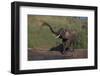 African Elephant Bathing by River-DLILLC-Framed Photographic Print