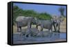 African Elephant Bathing in Watering Hole-DLILLC-Framed Stretched Canvas