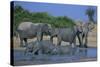 African Elephant Bathing in Watering Hole-DLILLC-Stretched Canvas