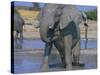 African Elephant Bathing in Watering Hole-DLILLC-Stretched Canvas