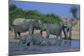 African Elephant Bathing in Watering Hole-DLILLC-Mounted Photographic Print