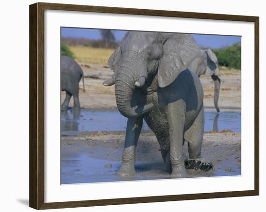 African Elephant Bathing in Watering Hole-DLILLC-Framed Photographic Print