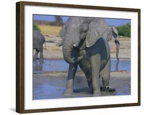 African Elephant Bathing in Watering Hole-DLILLC-Framed Photographic Print