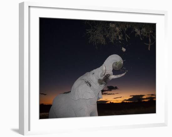 African Elephant, Browsing at Dusk, Okaukuejo Waterhole-Ann & Steve Toon-Framed Photographic Print