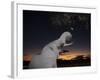 African Elephant, Browsing at Dusk, Okaukuejo Waterhole-Ann & Steve Toon-Framed Photographic Print