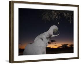 African Elephant, Browsing at Dusk, Okaukuejo Waterhole-Ann & Steve Toon-Framed Photographic Print