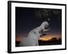 African Elephant, Browsing at Dusk, Okaukuejo Waterhole-Ann & Steve Toon-Framed Photographic Print