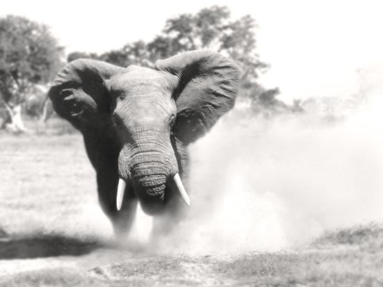 Premium Photographic Print, , large