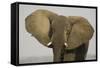African Elephant Bull Displays His Ears in Order-null-Framed Stretched Canvas