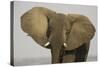 African Elephant Bull Displays His Ears in Order-null-Stretched Canvas