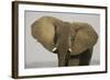 African Elephant Bull Displays His Ears in Order-null-Framed Photographic Print