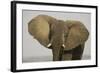 African Elephant Bull Displays His Ears in Order-null-Framed Photographic Print