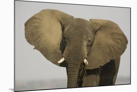 African Elephant Bull Displays His Ears in Order-null-Mounted Photographic Print