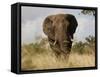 African Elephant Bull, Kruger National Park, Mpumalanga, South Africa, Africa-Toon Ann & Steve-Framed Stretched Canvas