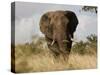 African Elephant Bull, Kruger National Park, Mpumalanga, South Africa, Africa-Toon Ann & Steve-Stretched Canvas